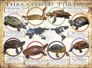 Threatened Freshwater Turtle Species of the World poster print