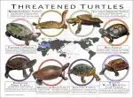 Threatened Freshwater Turtles of the World poster print