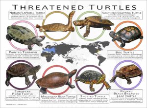 Threatened Freshwater Turtles of the World poster print