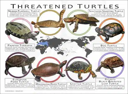 Threatened Freshwater Turtles of the World poster print