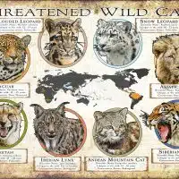 Threatened Wild Cats poster print