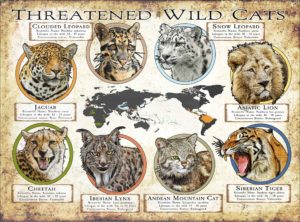 Threatened Wild Cats poster print