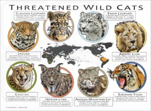 Threatened Wild Cats poster print