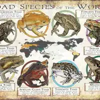 Toad Species of the World poster print