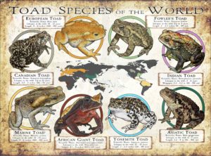 Toad Species of the World poster print