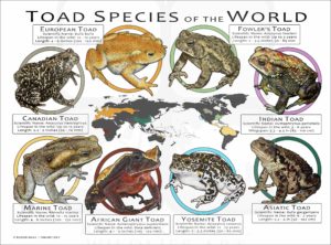 Toad Species of the World poster print