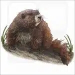 Vancouver Island Marmot illustration