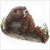 Vancouver Island Marmot illustration