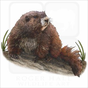 Vancouver Island Marmot illustration