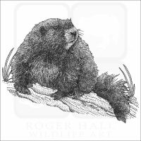 Vancouver Island Marmot black and white drawing