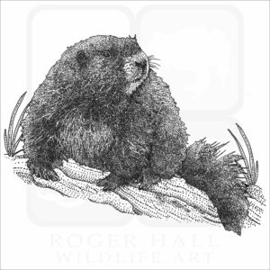 Vancouver Island Marmot black and white drawing