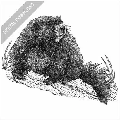 Vancouver Island Marmot black and white stock art image