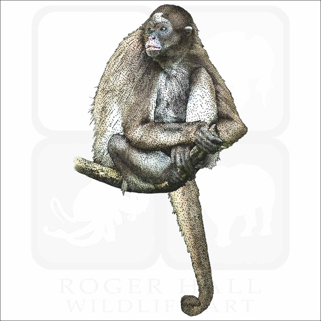Variegated-Spider-Monkey-
