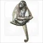 Variegated Spider Monkey illustration