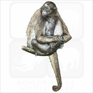 Variegated Spider Monkey illustration