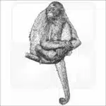 Variegated Spider Monkey black and white drawing