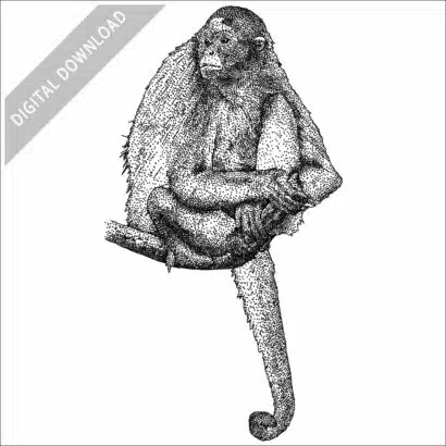 Variegated Spider Monkey black and white stock image