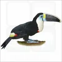 White-Throated Toucan illustration