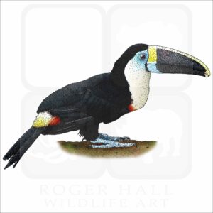 White-Throated Toucan illustration