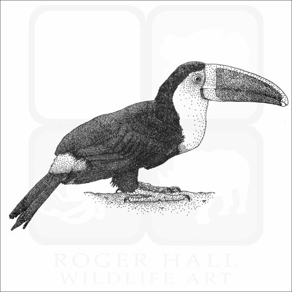 White-Throated Toucan black and white drawing
