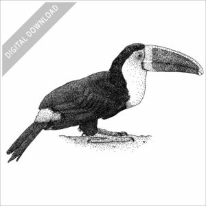 White-Throated Toucan black and white stock image