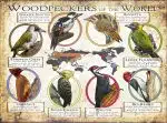 Woodpeckers of the World poster print