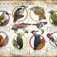 Woodpeckers of the World poster print