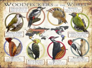 Woodpeckers of the World poster print