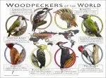 Woodpeckers of the World poster print