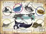 Stingray Species of the World poster print