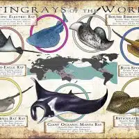 Stingray Species of the World poster print