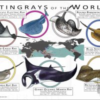 Stingray Species of the World poster print