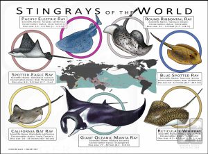 Stingray Species of the World poster print