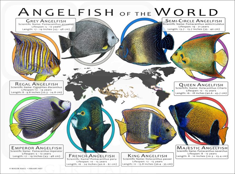 Angelfish of the World Poster Print