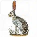 Antelope Jackrabbit illustration