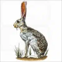 Antelope Jackrabbit illustration