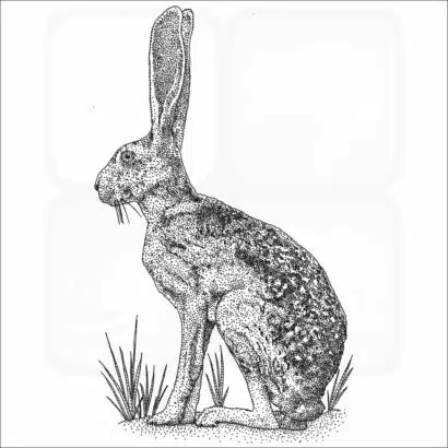 Antelope Jackrabbit black and white drawing