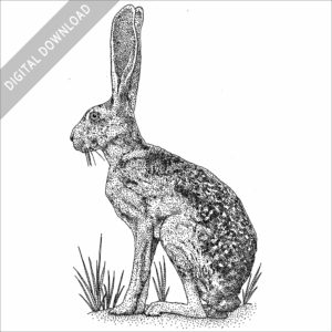 Antelope Jackrabbit black and white stock illustration