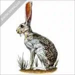 Antelope Jackrabbit stock image