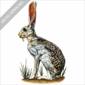 Antelope Jackrabbit stock image