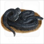 Eastern Black Kingsnake illustration