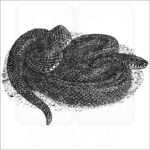 Eastern Black Kingsnake illustration