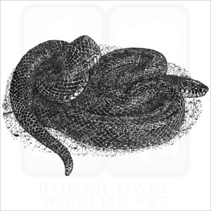 Eastern Black Kingsnake illustration