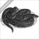 Eastern Black Kingsnake black and white stock image