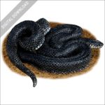 Eastern Black Kingsnake stock image
