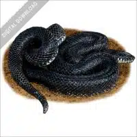 Eastern Black Kingsnake stock image
