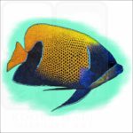 Blue-Girdled or Majestic Angelfish illustration