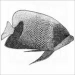 Blue-Girdled or Majestic Angelfish black and white illustration