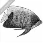 Blue-Girdled of a Majestic Angelfish black and white stock image