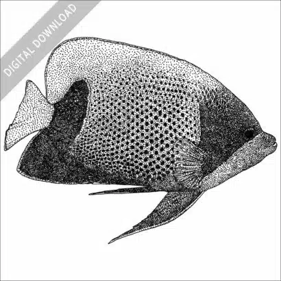 Blue-Girdled of a Majestic Angelfish black and white stock image